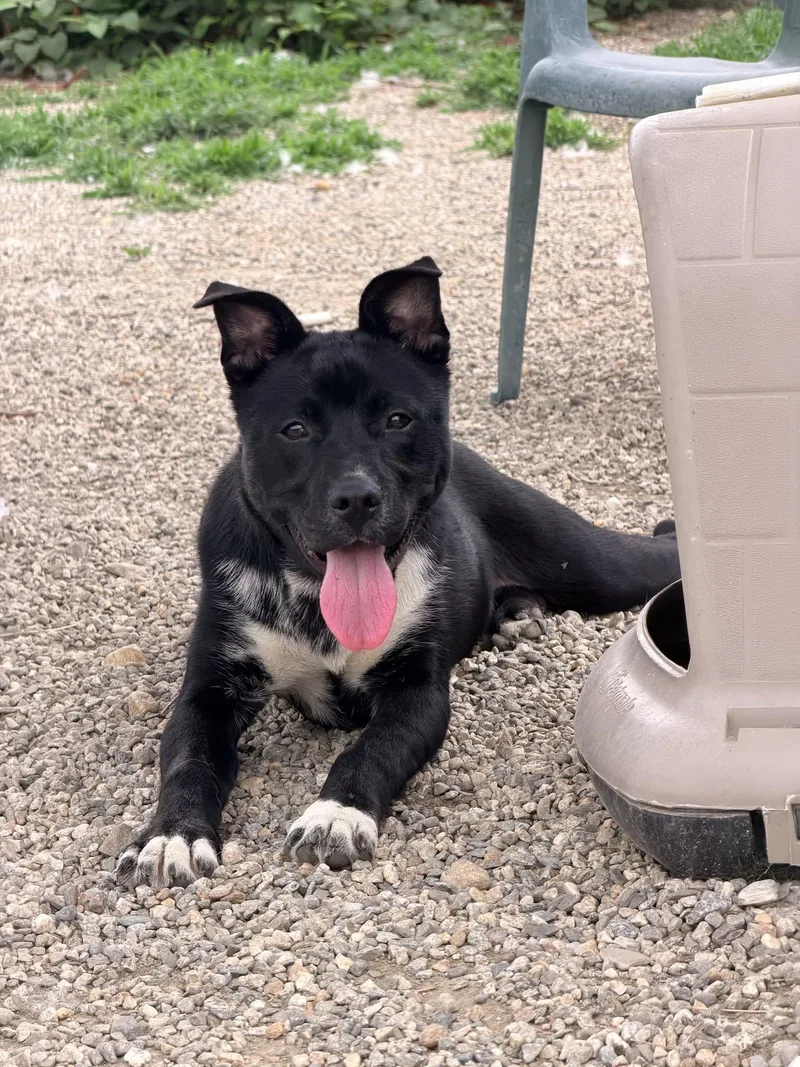 A young large-sized male Black Mixed Breed dog named Ozzy for adoption in Old Lyme, CT