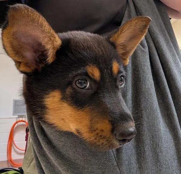 A baby small-sized male Australian Cattle Dog / Blue Heeler dog named Kelvin for adoption in Santa Rosa, CA