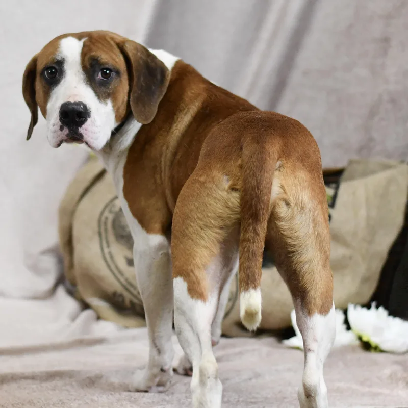 An adult medium-sized male Golden Mixed Breed dog named Jacob for adoption in Defuniak Springs, FL