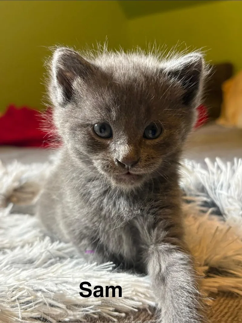A baby medium-sized male Gray / Blue / Silver Domestic Short Hair cat named Sam for adoption in Johnson City, TN