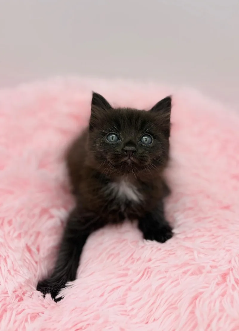 A baby medium-sized male Black Maine Coon cat named Evergreen for adoption in Covington, LA