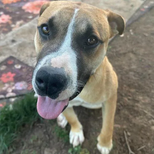 A young medium-sized male Apricot / Beige Mixed Breed dog named Bonjour for adoption in Georgetown, KY