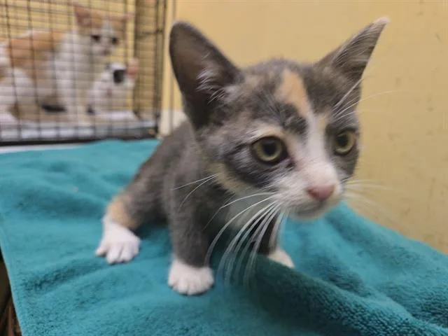 A baby small-sized female Domestic Short Hair cat named Truffle for adoption in Tustin, CA