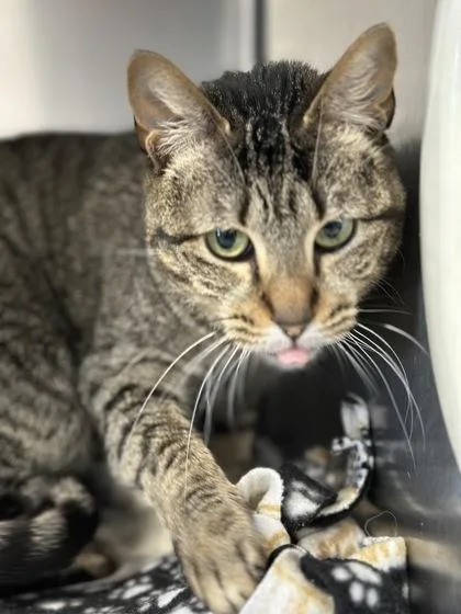 An adult medium-sized female Domestic Short Hair cat named Chanel for adoption in Bridgewater, NJ