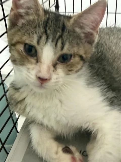 A baby small-sized female Domestic Short Hair cat named Demi for adoption in Fort Lauderdale, FL