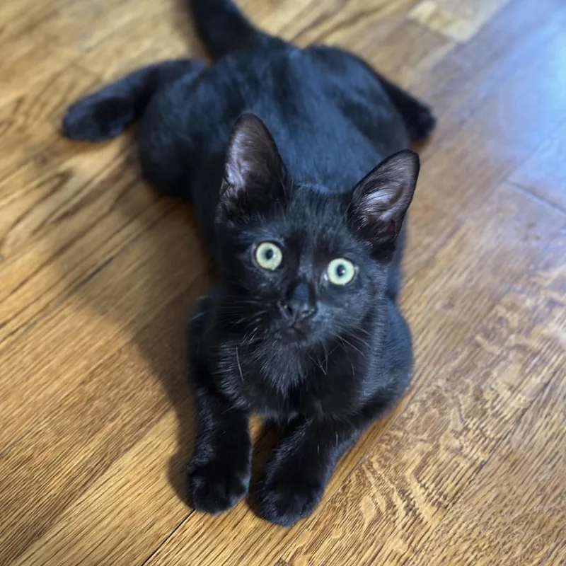A baby small-sized male Black Domestic Short Hair cat named Earth for adoption in Long Beach, CA