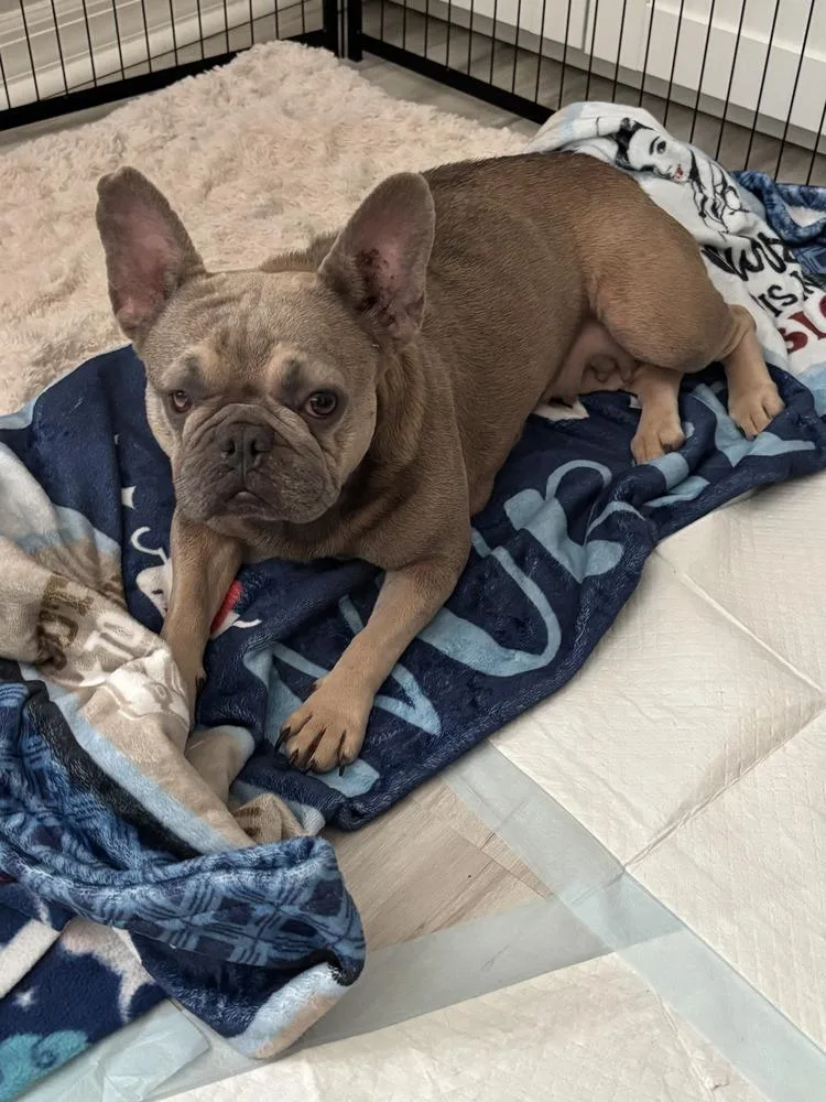 A young small-sized female French Bulldog dog named Rachael for adoption in Lakeland, FL