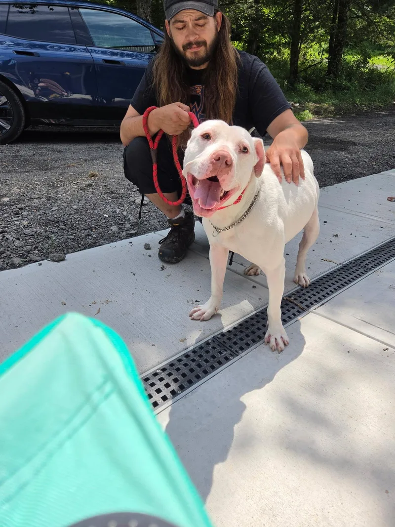 An adult large-sized male White / Cream American Bully dog named Johnny for adoption in North Abington Township, PA