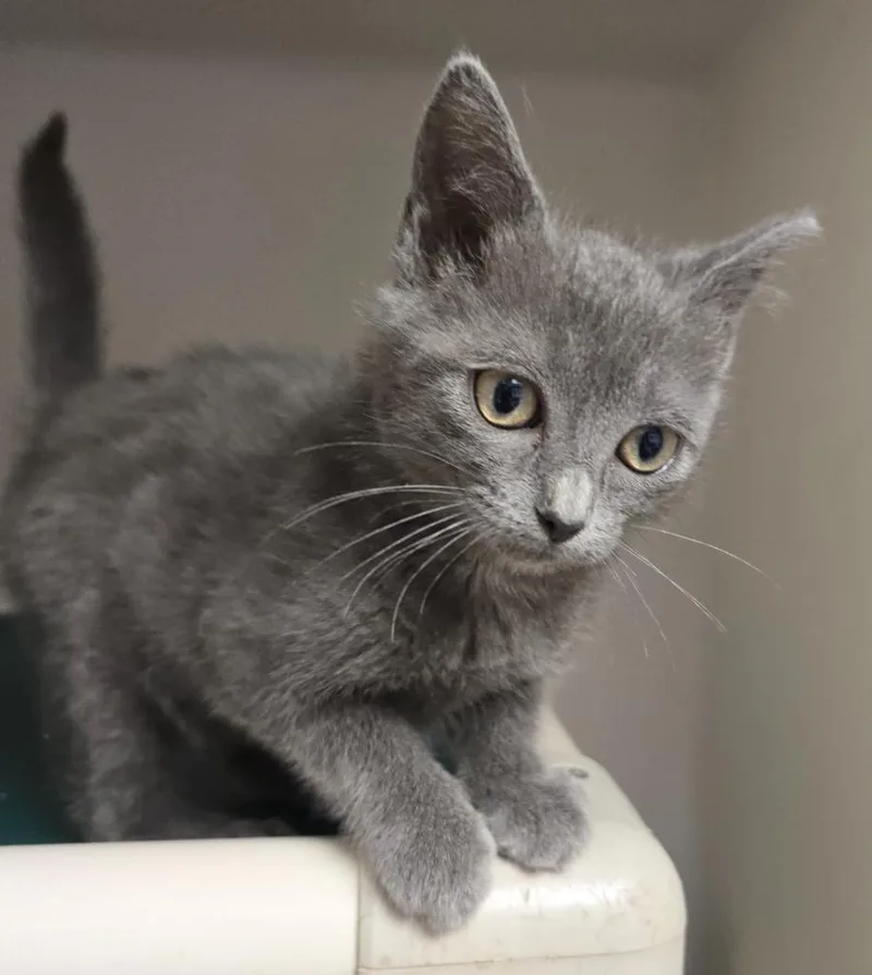 A baby small-sized male Domestic Medium Hair cat named Stary for adoption in Highland Village, TX