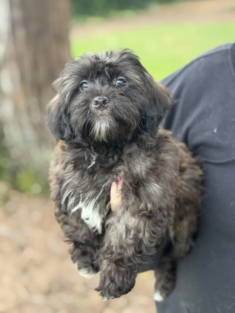 A baby small-sized male Shih Tzu dog named Comet for adoption in Yuba City, CA