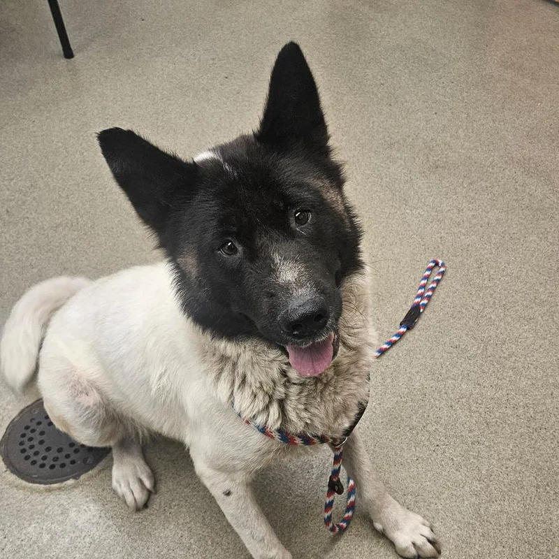 An adult large-sized female White / Cream Akita dog named Kita for adoption in Birdsboro, PA