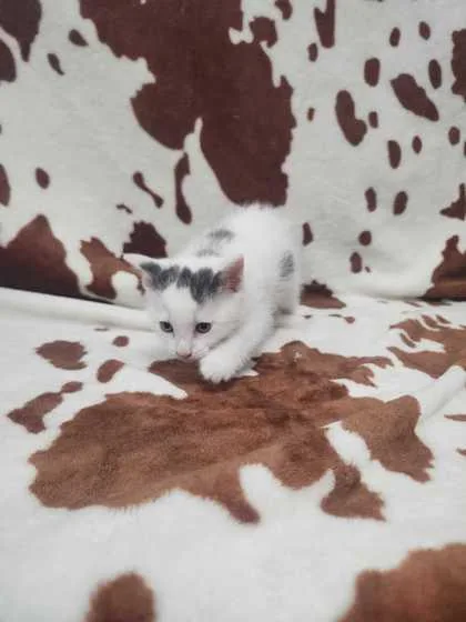 An adult small-sized male Domestic Short Hair cat named Gaston for adoption in Spruce Pine, NC