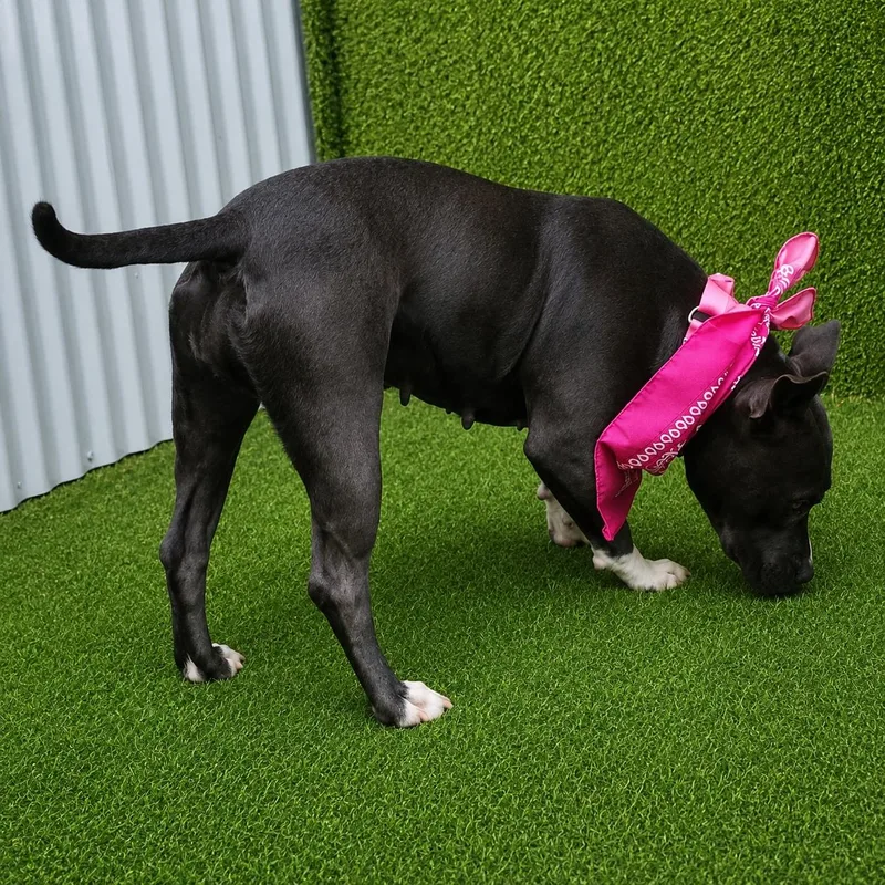 An adult medium-sized female Gray / Blue / Silver American Staffordshire Terrier dog named Lucy for adoption in Oak Point, TX