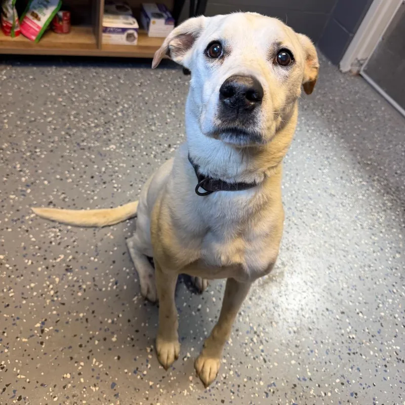 A senior medium-sized male White / Cream Labrador Retriever dog named Tuscstray for adoption in Tuscaloosa, AL