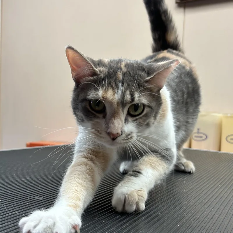 A young medium-sized female Dilute Calico Domestic Short Hair cat named Opal for adoption in Toledo, OH