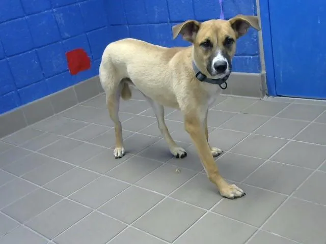 A young medium-sized male German Shepherd Dog dog named Oakly for adoption in Albuquerque, NM