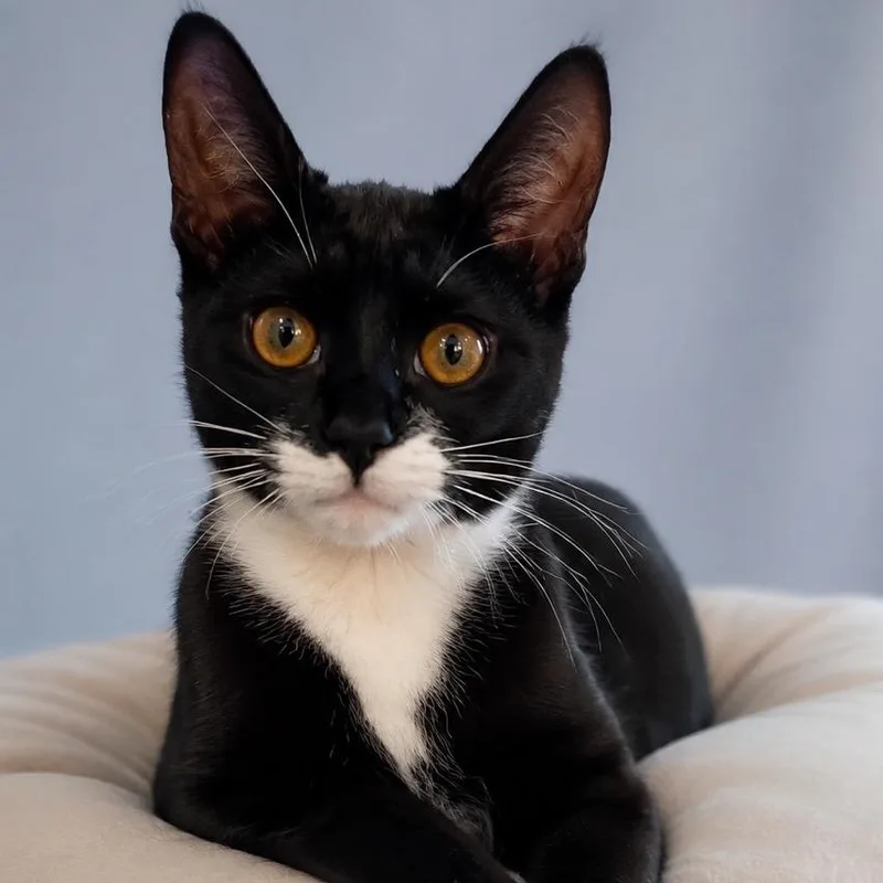 A baby medium-sized female Black Domestic Short Hair cat named Foxy for adoption in San Antonio, TX