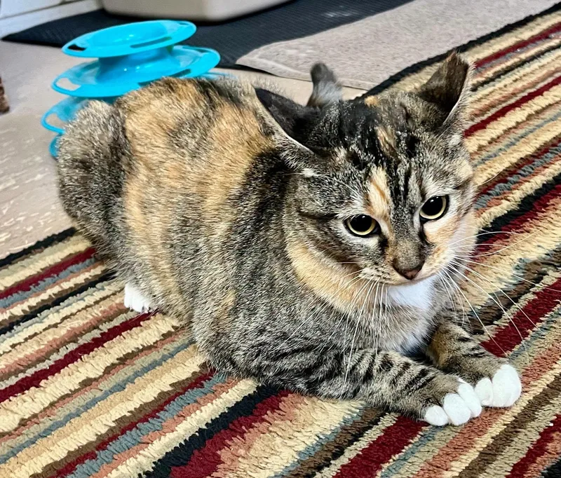 An adult medium-sized female Tortoiseshell cat named Heart for adoption in Leavenworth, KS