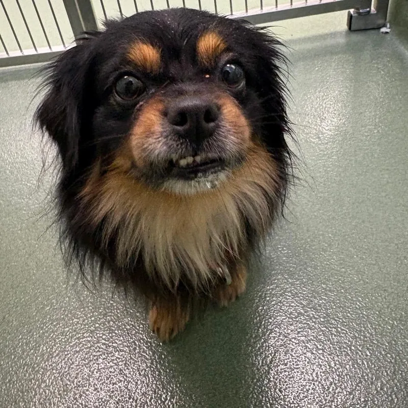 An adult small-sized male Black Mixed Breed dog named Rocky for adoption in West Palm Beach, FL