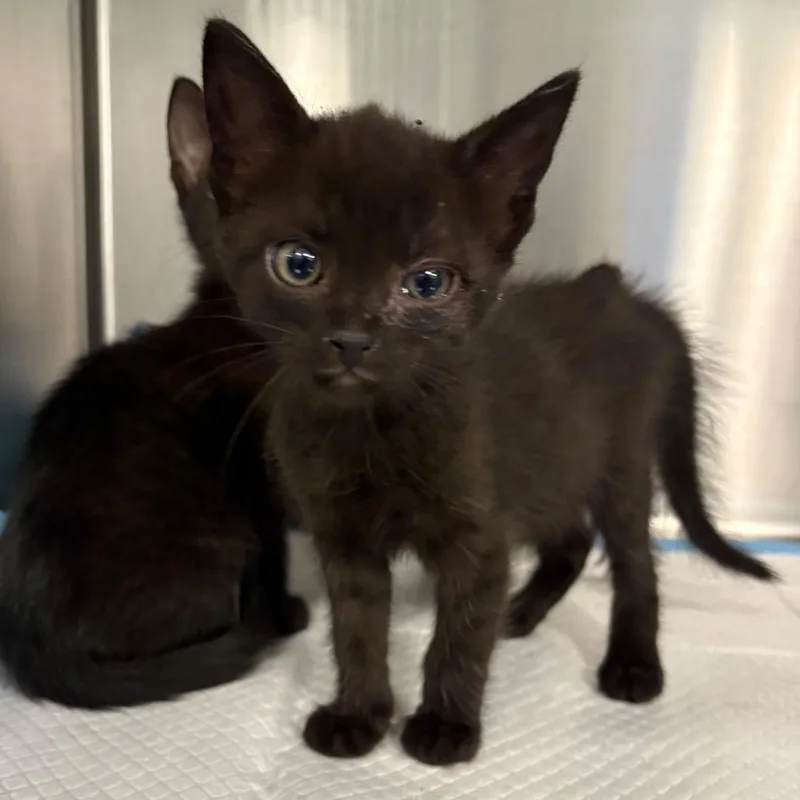 A baby small-sized female Black Domestic Short Hair cat named Dora for adoption in Greensboro, NC