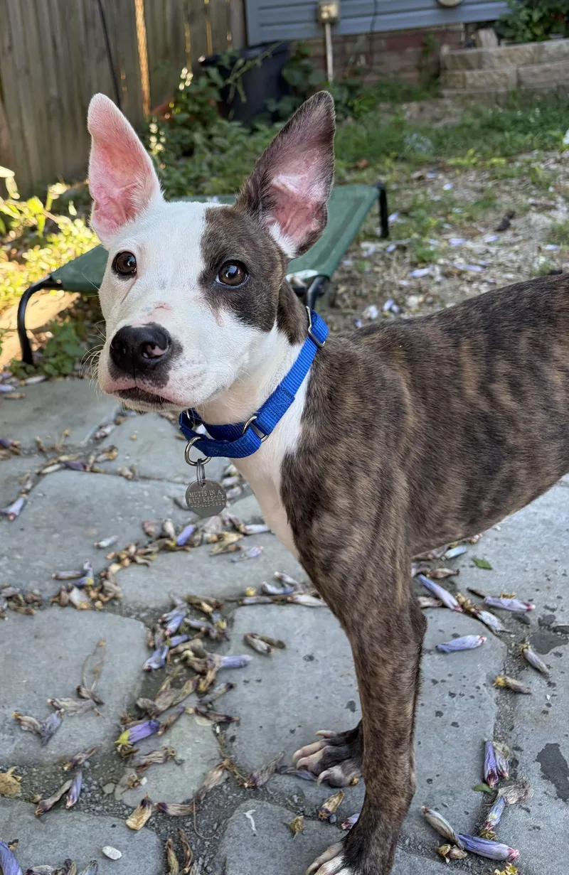 A baby medium-sized male Brindle Pit Bull Terrier dog named Frankie for adoption in Cleveland, OH