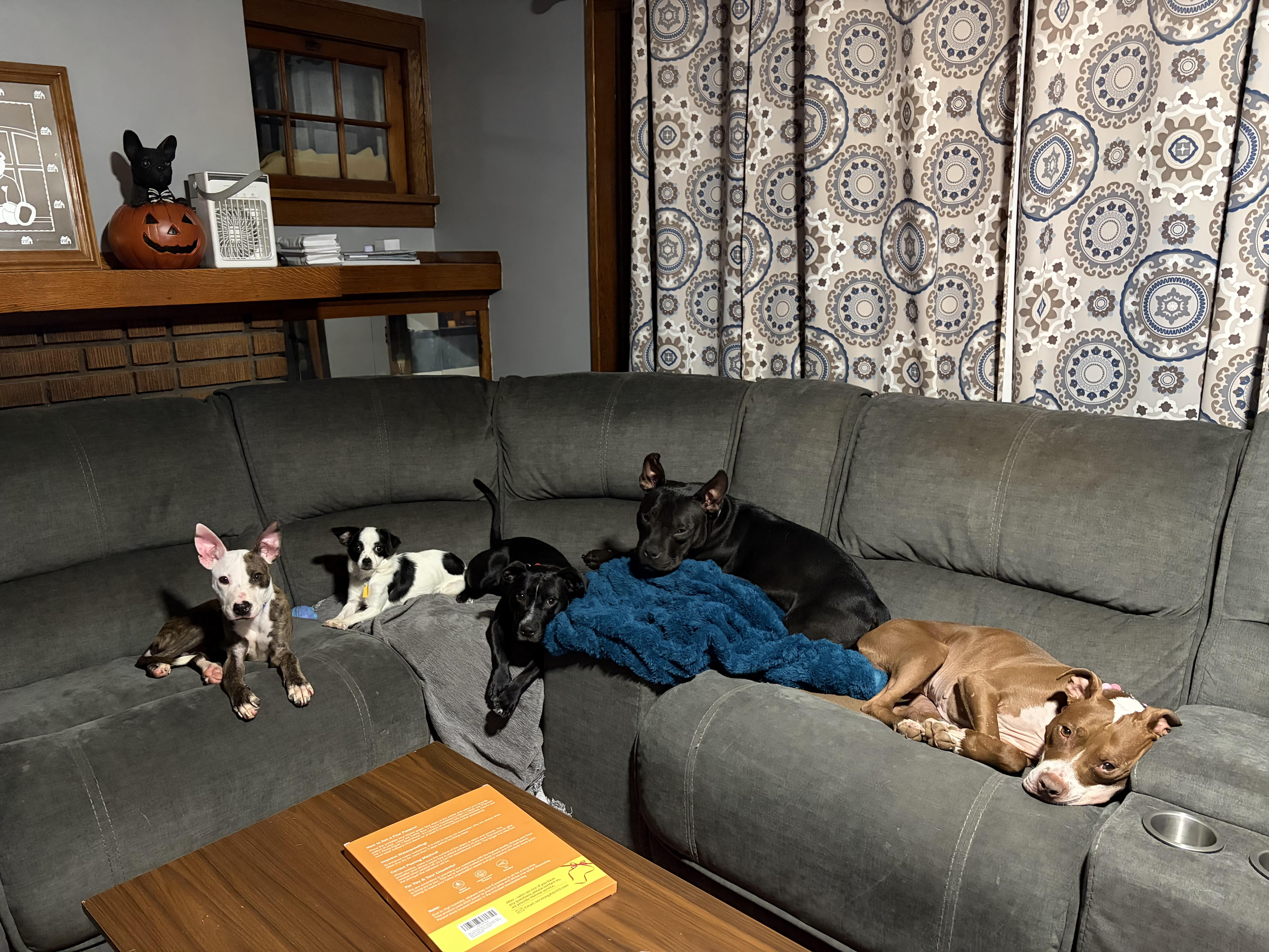 Frankie thumbnail 6