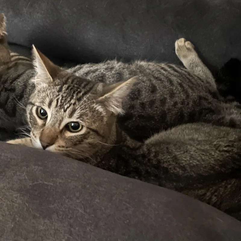 A young medium-sized male Domestic Short Hair cat named The Professor for adoption in Vacaville, CA