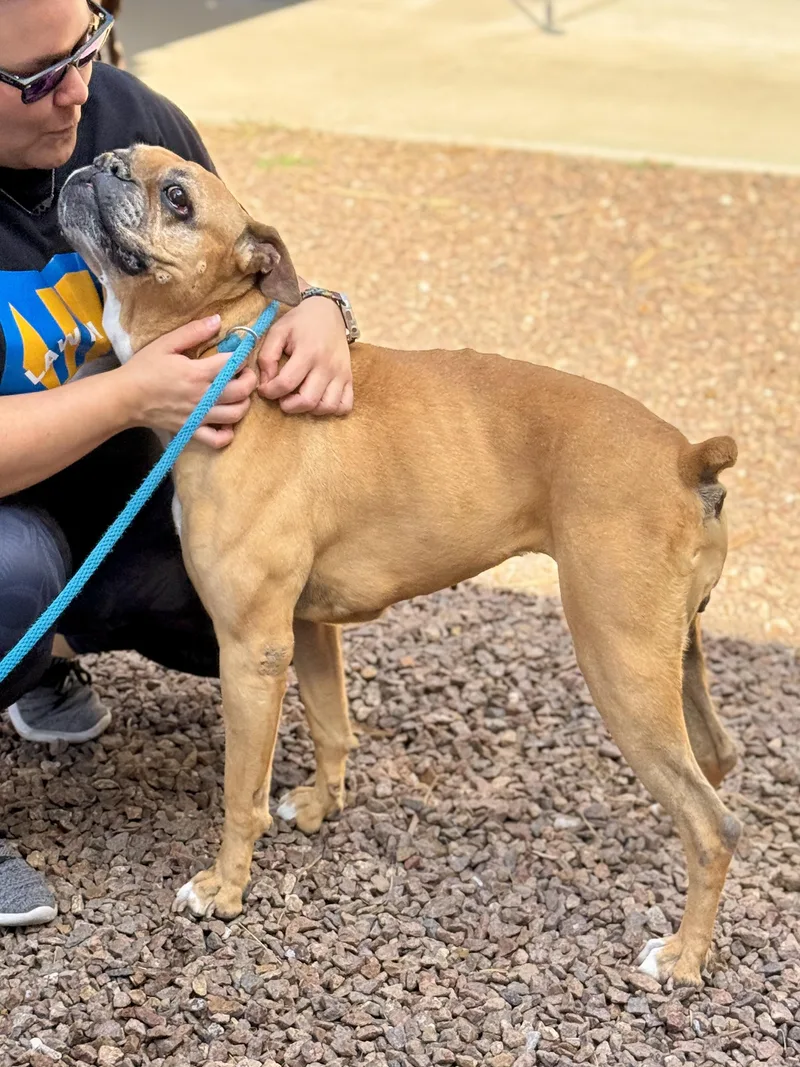 A senior medium-sized female Boxer dog named Peri for adoption in El Paso, TX