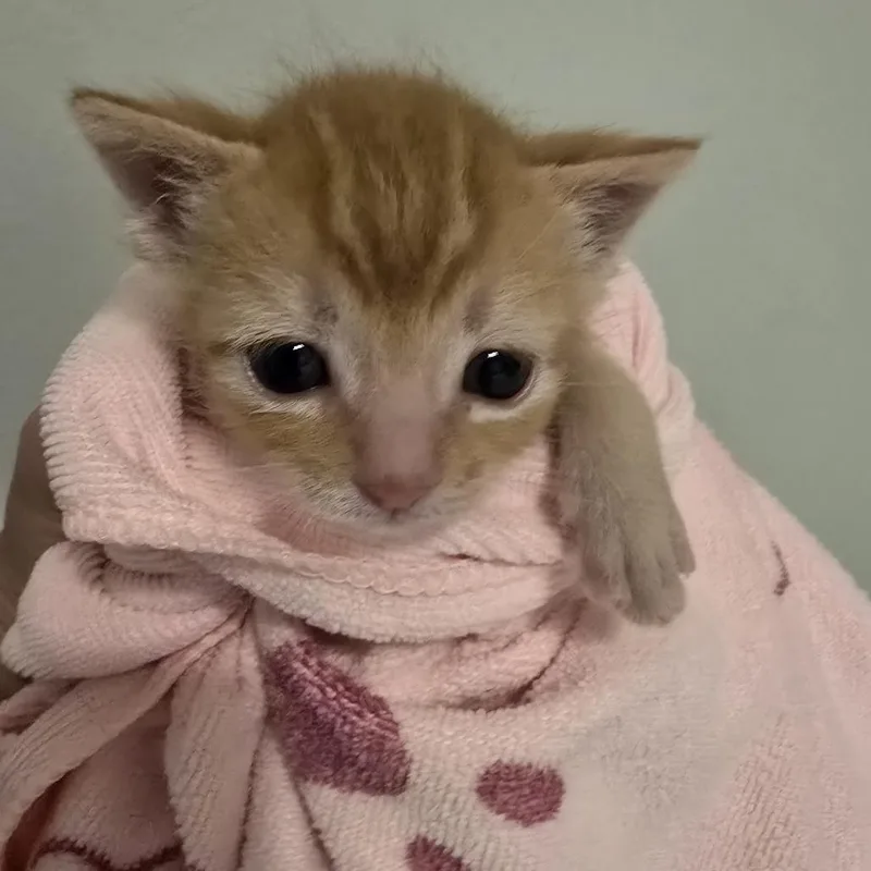 A baby small-sized male Orange / Red Domestic Short Hair cat named Pikachu for adoption in Long Beach, CA