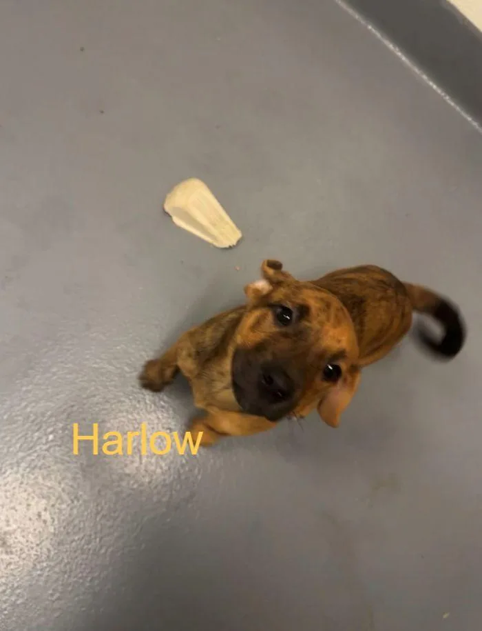 Harlow