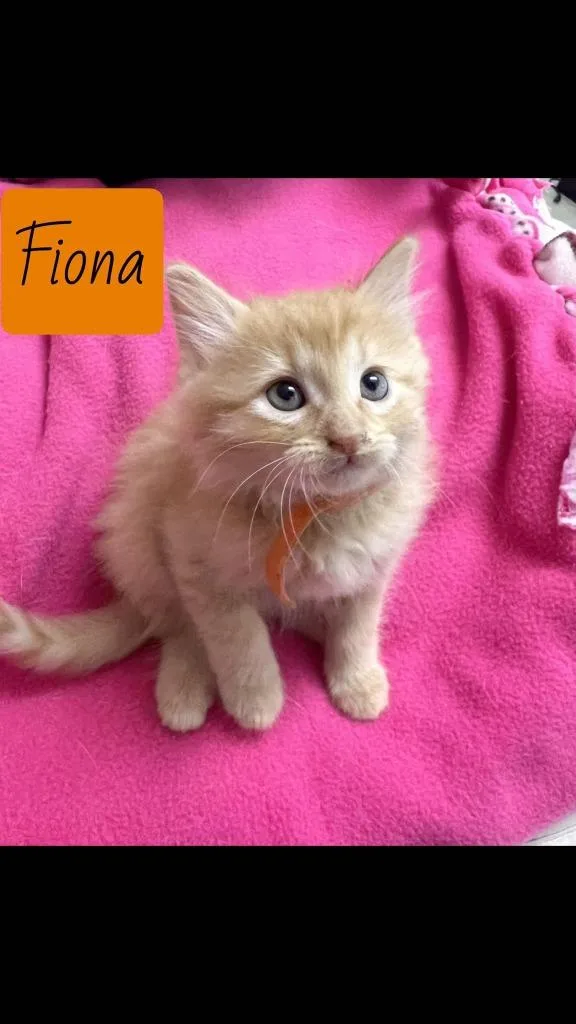 A baby medium-sized female Domestic Short Hair cat named Fiona for adoption in Hoover , AL