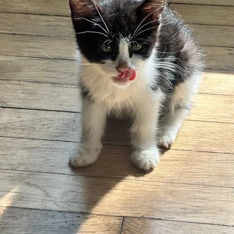 A baby medium-sized female Black & White / Tuxedo Domestic Short Hair cat named Krissy for adoption in Minneapolis, MN