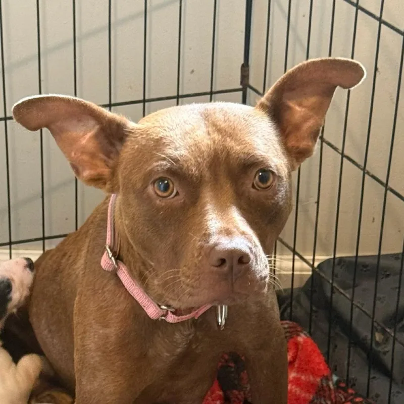 An adult small-sized female Mixed Breed dog named Ocean for adoption in Rockville, MD