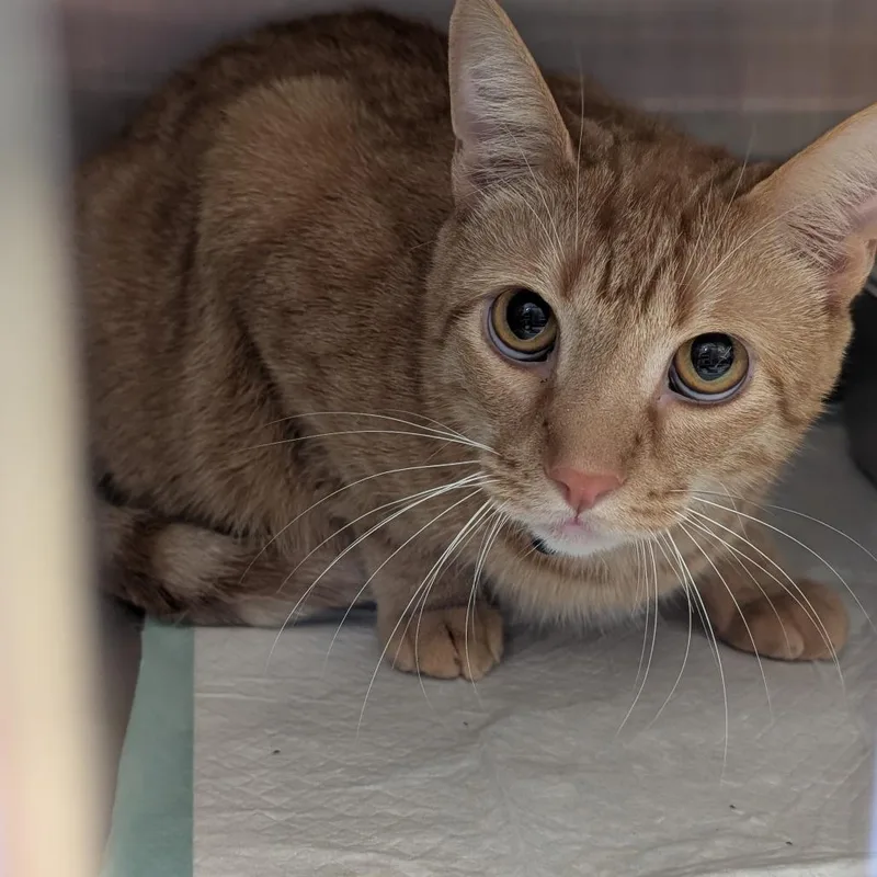 An adult large-sized male Domestic Short Hair cat named Chips for adoption in Sand Springs, OK
