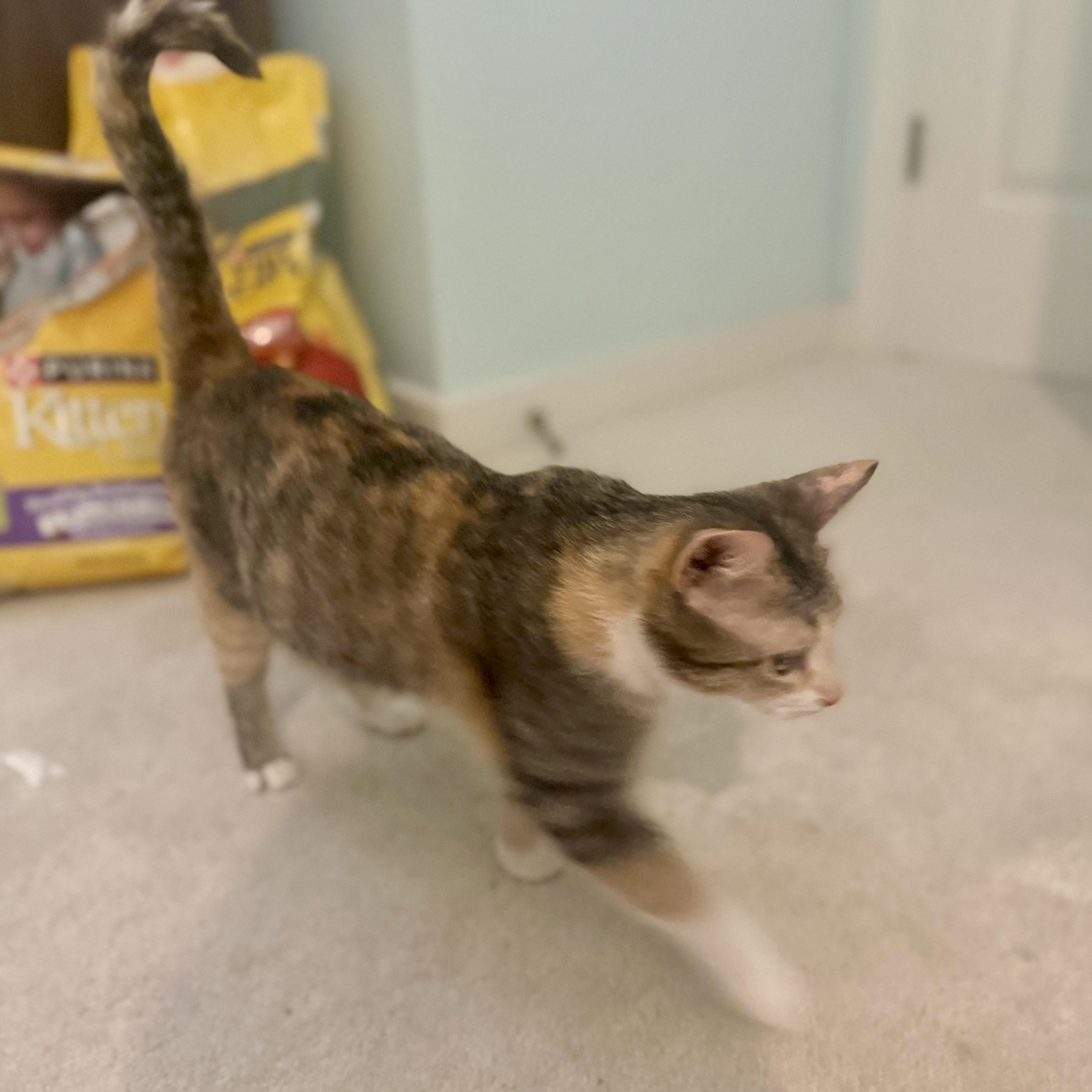 A young medium-sized female Calico Domestic Short Hair cat named Elderberry for adoption in Richmond, VA