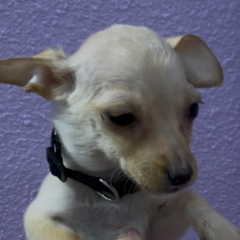 A baby small-sized female Apricot / Beige Chihuahua dog named Elm for adoption in Woodland, CA