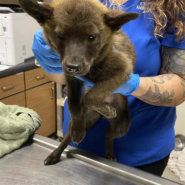 A baby small-sized female Australian Kelpie dog named Britney Spears for adoption in Modesto, CA