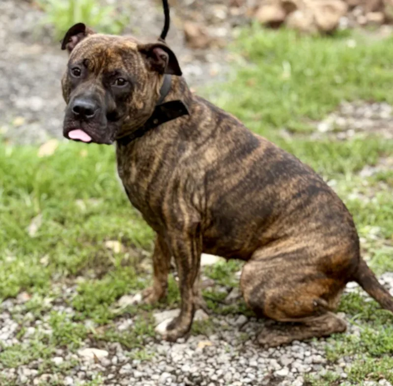 A young medium-sized female Brindle American Bully dog named Molly for adoption in McKeesport, PA