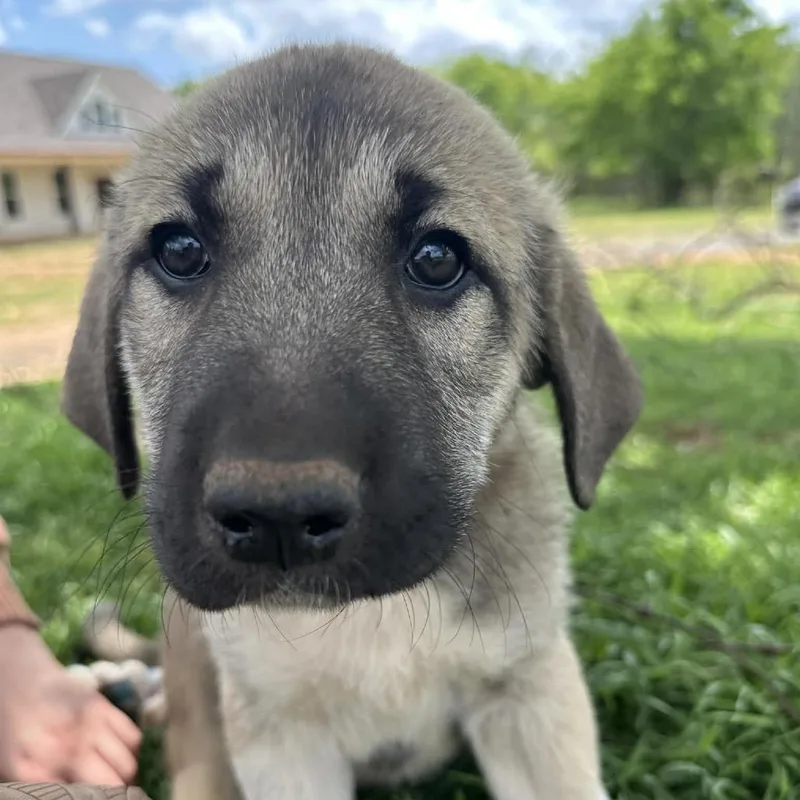 A baby small-sized male Yellow / Tan / Blond / Fawn Mixed Breed dog named Scout for adoption in Oxford, ME