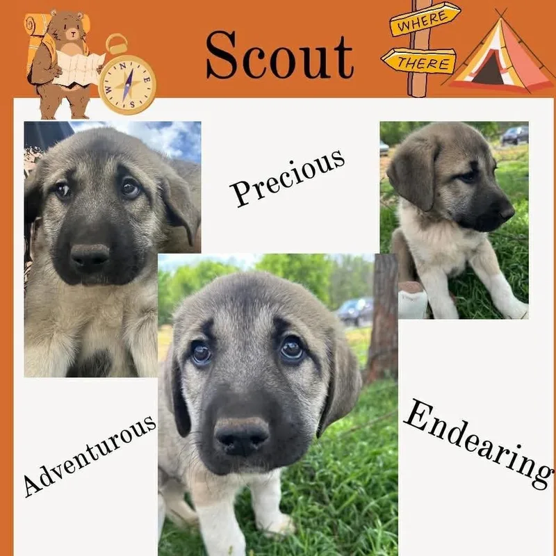 Scout thumbnail 2