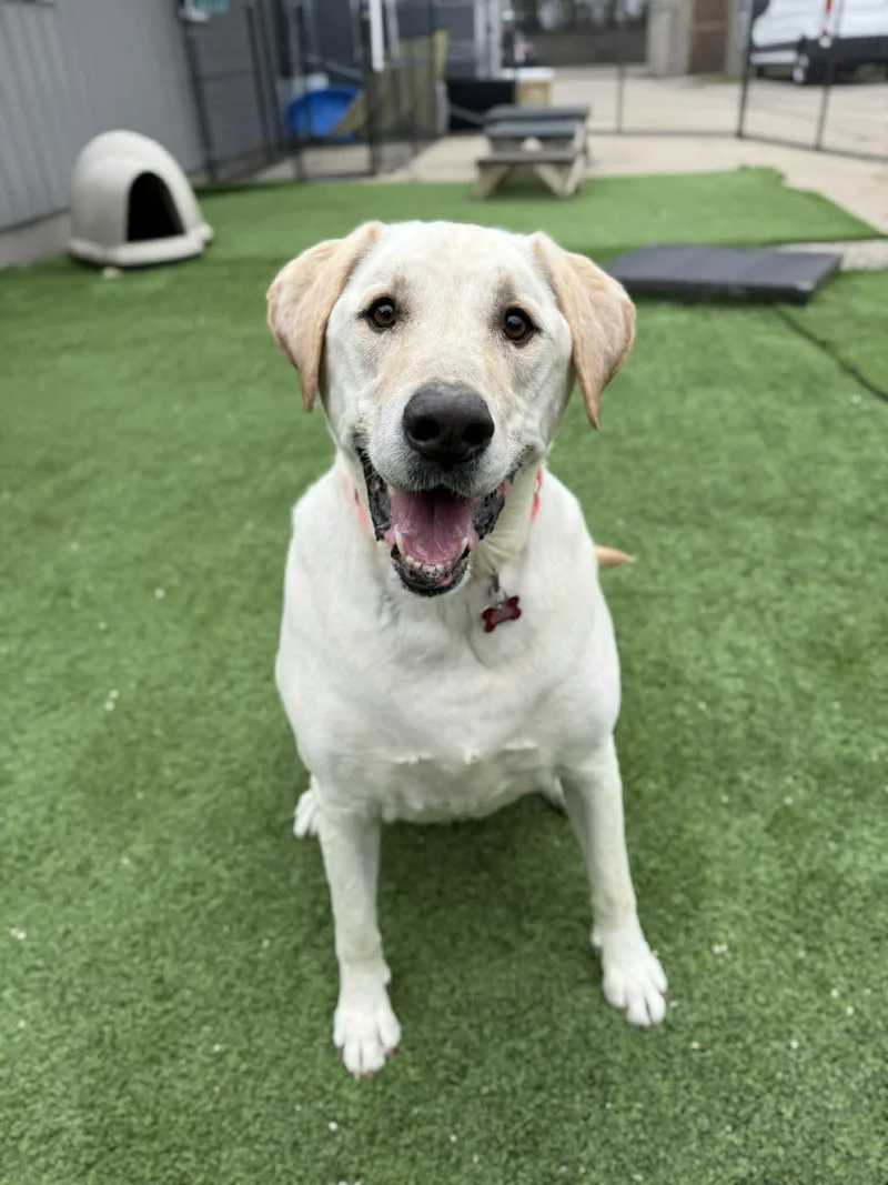 An adult extra large-sized male Labrador Retriever dog named Butter for adoption in Cedar Rapids, IA
