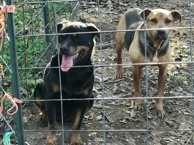 Rottie Boy thumbnail 5