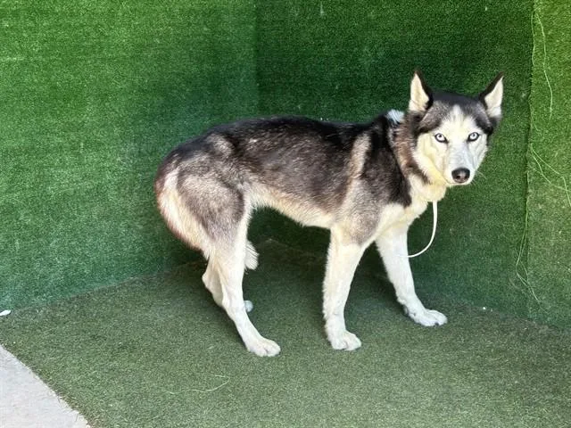 A young medium-sized female Siberian Husky dog named Marie for adoption in Lancaster, CA