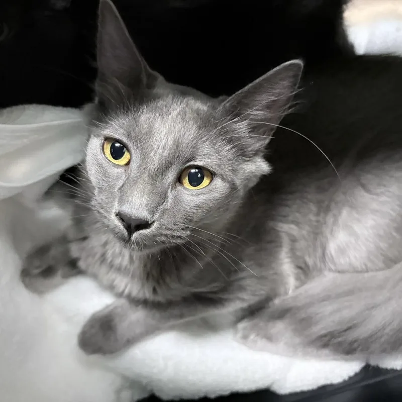 A young medium-sized male Domestic Medium Hair cat named Clifden for adoption in Tacoma, WA