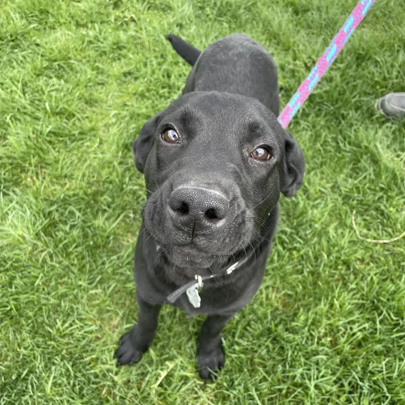 A baby medium-sized male Labrador Retriever dog named Clyde for adoption in Oxford, MI