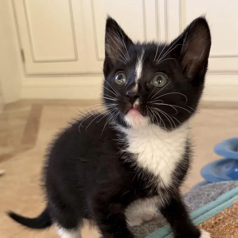 A baby small-sized female Black Domestic Short Hair cat named Miso for adoption in Santa Barbara, CA