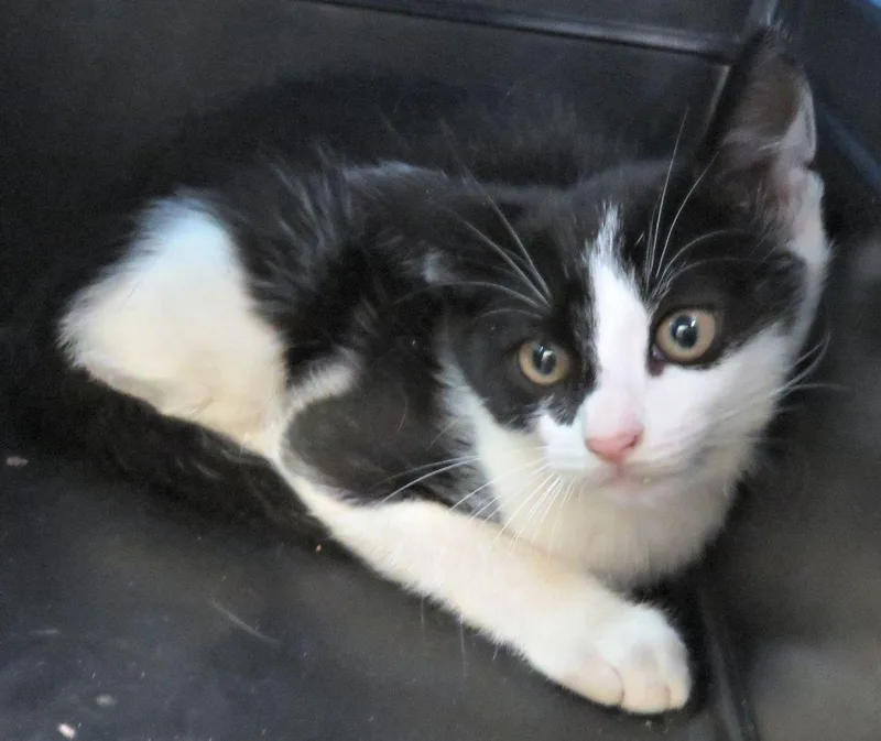 A baby medium-sized male Black & White / Tuxedo Domestic Short Hair cat named Ben for adoption in Lexington, VA