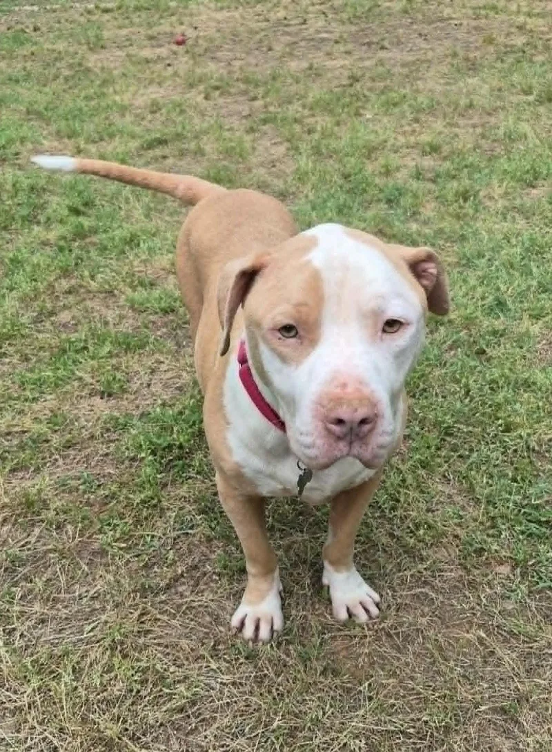 A young medium-sized male American Bulldog dog named Teddy for adoption in Arlington, VA