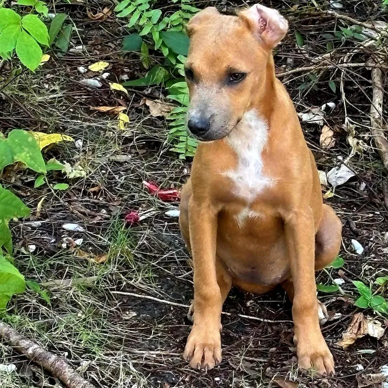 Papaya "sweet Love." thumbnail 2