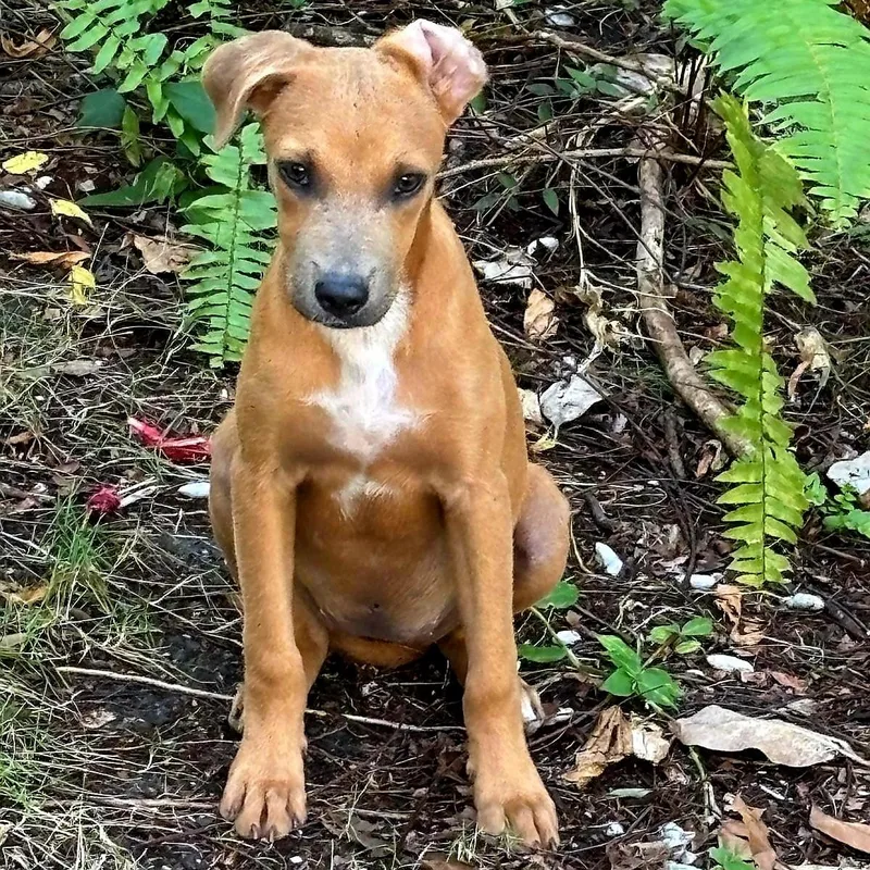 Papaya "sweet Love." thumbnail 5